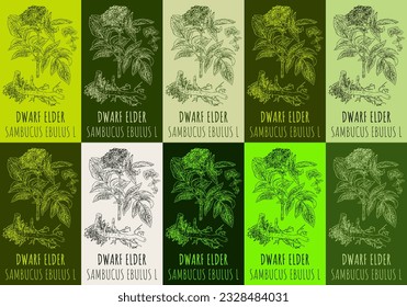 Set of vector drawing DWARF  ELDER in various colors. Hand drawn illustration. The Latin name is SAMBUCUS EBULUS  L.

