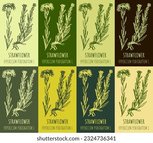 Set of vector drawing of DWARF EVERLAST in various colors. Hand drawn illustration. Latin name HELICHRYSUM ARENARIUM L.
