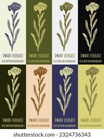 Set of vector drawing of DWARF EVERLAST in various colors. Hand drawn illustration. Latin name HELICHRYSUM ARENARIUM L.
