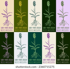 Conjunto de dibujo vectorial de ORCHID TEMPRANO en varios colores. Ilustración dibujada a mano. Nombre latino ORCHIS MACULATA L.

