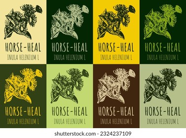Set of vector drawing of ELECAMPANE  in various colors. Hand drawn illustration. Latin name Inula helenium L.
