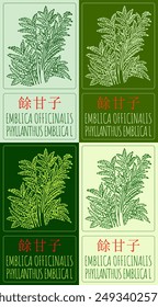 Set of vector drawing EMBLICA OFFICINALIS in Chinese in various colors. Hand drawn illustration. Latin name is PHYLLANTHUS EMBLICA L.
