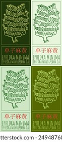 Set of vector drawing EPHEDRA MINIMA in Chinese in various colors. Hand drawn illustration. Latin name is EPHEDRA MONOSPERMA CA.
