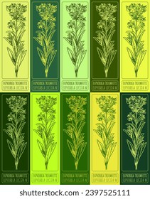 Set vector drawing of EUPHORBIA TRIUMFETTI in various colors. Hand drawn illustration. Latin name EUPHORBIA LUCIDA WALDST.

