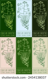 Set of vector drawing EURASIAN SMOKETREE in various colors. Hand drawn illustration. The Latin name is COTINUS CORIARIUS DUHAMEL.
