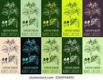 Set of vector drawing of EUROPEAN DEWBERRY in various colors. Hand drawn illustration. Latin name RUBUS CAESIUS L.
 - Shutterstock ID 2369944695