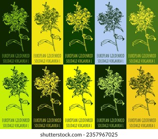 Set of vector drawing of EUROPEAN GOLDENROD in various colors. Hand drawn illustration. Latin name SOLIDAGO VIRGAUREA  L.
