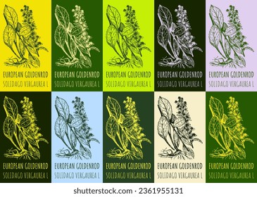 Set of vector drawing of EUROPEAN GOLDENROD in various colors. Hand drawn illustration. Latin name SOLIDAGO VIRGAUREA L.
