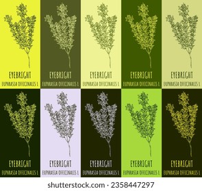 Set von Vektorgrafik von EYEBRIGHT in verschiedenen Farben. Handgezeichnete Illustration. Lateinische Bezeichnung EUPHRASIA OFFICINALIS L.

