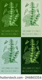 Set of vector drawing FAUCIBARBA OFFICINALIS in various colors. Hand drawn illustration. The Latin name is MELISSA OFFICINALIS L.

