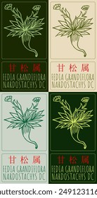 Conjunto de dibujo de Vector FEDIA GRANDIFLORA en chino en varios colores. Dibujado a mano ilustración. El nombre de Latina es NARDOSTACHYS DC.

