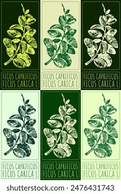 Set of vector drawing FICUS CAPRIFICUS in various colors. Hand drawn illustration. The Latin name is FICUS CARICA L.
