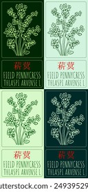 Set of vector drawing FIELD PENNYCRESS in Chinese in various colors. Hand drawn illustration. Latin name is THLASPI ARVENSE L.
