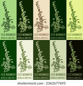 Conjunto de dibujo vectorial de FIELD WORMWOOD en varios colores. Ilustración dibujada a mano. Nombre latino ARTEMISIA CAMPESTRIS L.
