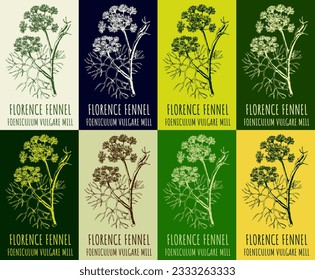 Set of vector drawing FLORENCE FENNEL  in various colors. Hand drawn illustration. The Latin name is FOENICULUM VULGARE .
