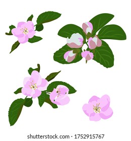 Establece el plano vectorial de una rama florida de un manzano hecho a mano sobre un fondo blanco aislado, plano. Vacaciones, cartas, decoración.