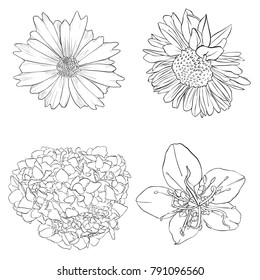 Set of vector drawing flowers, hydrangea, chamomile and sunflower, isolated floral elements, hand drawn botanical illustration