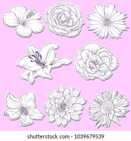 Set of vector drawing flowers, isolated floral elements, hand drawn botanical illustration