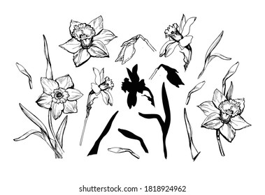 Set of vector drawing of Flowers Narcissus isolated on white. . Monochrome hand drawn elements for floral design, created hand made greeting card, poster, package