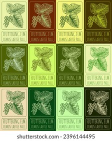 Set of vector drawing of FLUTTERING ELM in various colors. Hand drawn illustration. Latin name ULMUS LAEVIS PALL.
