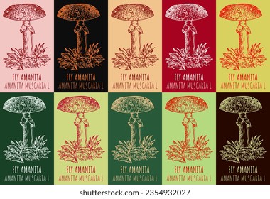 Set of vector drawing FLY AMANITA  in various colors. Hand drawn illustration. The Latin name is AMANITA MUSCARIA L.
