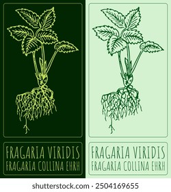 Set of vector drawing FRAGARIA VIRIDIS in various colors. Hand drawn illustration. Latin name is FRAGARIA COLLINA EHRH.
