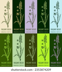 Set of vector drawing FRAGRANT ORCHID  in various colors. Hand drawn illustration. The Latin name is GYMNADENIA CONOPSEA L.
