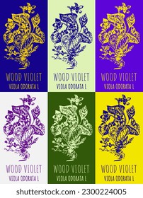 Set of vector drawing of Fragrant violet in various colors. Hand drawn illustration. Latin name Viola odorata L.
