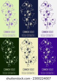 Set of vector drawing of Fragrant violet in various colors. Hand drawn illustration. Latin name Viola odorata L.
