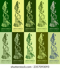 Conjunto de dibujo vectorial de GARDEN ASPARAGUS en varios colores. Ilustración dibujada a mano. Nombre latino ASPARAGUS OFFICINALIS L.
