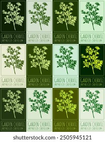 Set of vector drawing GARDEN CHERVIL in various colors. Hand drawn illustration. Latin name is ANTHRISCUS CEREFOLIUM L.
