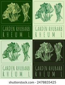 Set of vector drawing GARDEN RHUBARB in various colors. Hand drawn illustration. The Latin name is PRANGOS RHEUM L.
