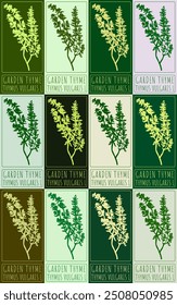 Set of vector drawing GARDEN THYME in various colors. Hand drawn illustration. Latin name is THYMUS VULGARIS L.
