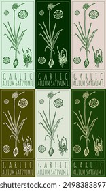Conjunto de Vector dibujando AJO en varios colores. Dibujado a mano ilustración. El nombre de Latina es ALLIUM SATIVUM L.
