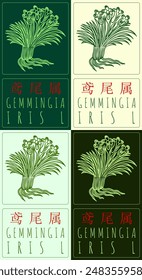 Set of vector drawing GEMMINGIA in Chinese in various colors. Hand drawn illustration. The Latin name is IRIS L.
