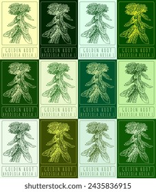 Set of vector drawing GOLDEN ROOT in various colors. Hand drawn illustration. The Latin name is RHODIOLA ROSEA L.
