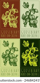 Set of vector drawing GOOSEBERRY in various colors. Hand drawn illustration. The Latin name is RIBES UVA-CRISPA L.
