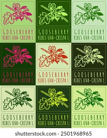 Set of vector drawing GOOSEBERRY in various colors. Hand drawn illustration. Latin name is RIBES UVA-CRISPA L.
