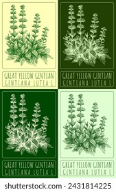 Set of vector drawing GREAT YELLOW GENTIAN in various colors. Hand drawn illustration. The Latin name is GENTIANA LUTEA L.
