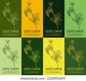 Set of vector drawing of GREATER CELANDINE in various colors. Hand drawn illustration. Latin name CHELIDONIUM MAJUS L