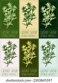 Set of vector drawing GROUND SAVORY in various colors. Hand drawn illustration. Latin name is SATUREJA HORTENSIS L.
