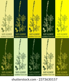 Set of vector drawing of HAIRY AGRIMONY in various colors. Hand drawn illustration. Latin name AGRIMONIA PILOSA LEDEB.
