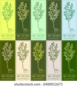 Set vector drawing of HARE'S-FOOT CLOVER in various colors. Hand drawn illustration. Latin name TRIFOLIUM ARVENSE L.
