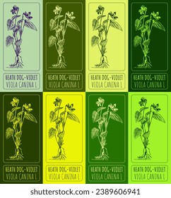 Set of vector drawing of HEATH DOG-VIOLET in various colors. Hand drawn illustration. Latin name VIOLA CANINA L.
