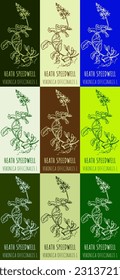 Set of vector drawing of HEATH SPEEDWELL  in various colors. Hand drawn illustration. Latin name VERONICA OFFICINALIS L.

