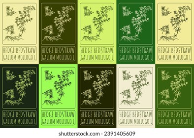 Set of vector drawing of HEDGE BEDSTRAW in various colors. Hand drawn illustration. Latin name GALIUM MOLLUGO L.
