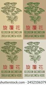 Set of vector drawing HELENIUM RACEMOSUM in Chinese in various colors. Hand drawn illustration. The Latin name is INULA RACEMOSA HOOK.
