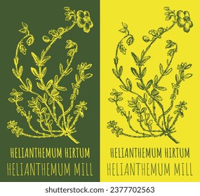 Set of vector drawing of HELIANTHEMUM HIRTUM in various colors. Hand drawn illustration. Latin name Helianthemum MILL.

