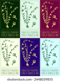 Set of vector drawing HERBACEOUS PERIWINKLE in various colors. Hand drawn illustration. The Latin name is VINCA HERBACEA WK.
