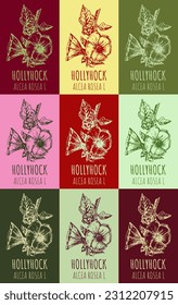 Set of vector drawing of HOLLYHOCK  in various colors. Hand drawn illustration. Latin name ALCEA ROSEA L.
